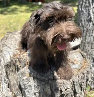 Moose, a male Miniature Schnauzer for sale in Lakeside Village, TX – 3 of 8