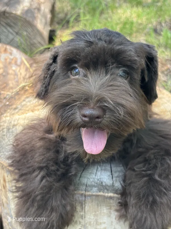 Moose – Miniature Schnauzer puppy for sale in Lakeside Village, TX