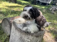 Ollie, a male Miniature Schnauzer for sale in Lakeside Village, TX – 8 of 9
