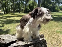 Ollie, a male Miniature Schnauzer for sale in Lakeside Village, TX – 2 of 9