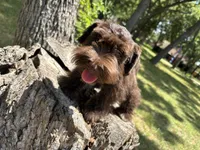 Moose, a male Miniature Schnauzer for sale in Lakeside Village, TX – 5 of 8
