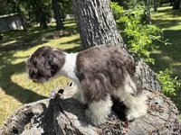 Ollie, a male Miniature Schnauzer for sale in Lakeside Village, TX – 6 of 9