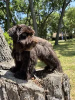 Bear, a male Miniature Schnauzer for sale in Lakeside Village, TX – 7 of 8