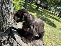Bear, a male Miniature Schnauzer for sale in Lakeside Village, TX – 8 of 8