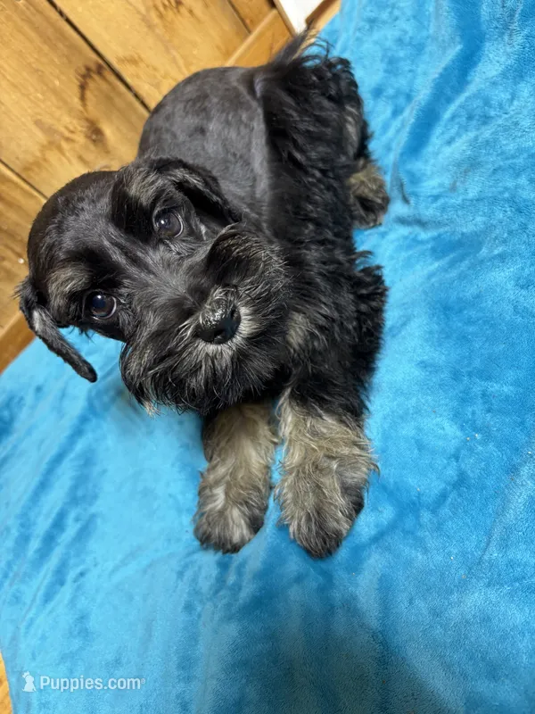 Luna – Miniature Schnauzer puppy for sale in Lakeside Village, TX