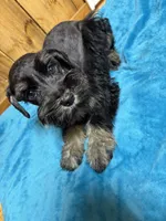Luna, a male Miniature Schnauzer for sale in Lakeside Village, TX – 3 of 4