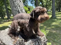 Moose, a male Miniature Schnauzer for sale in Lakeside Village, TX – 8 of 8