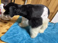 Bandit, a male Miniature Schnauzer for sale in Lakeside Village, TX – 2 of 5