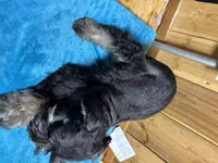 Luna, a male Miniature Schnauzer for sale in Lakeside Village, TX – 4 of 4