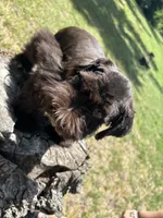 Bear, a male Miniature Schnauzer for sale in Lakeside Village, TX – 5 of 8
