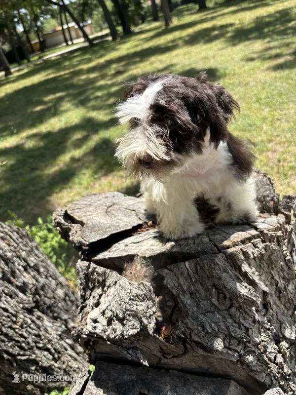 Ollie – Miniature Schnauzer puppy for sale in Lakeside Village, TX