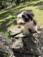 Ollie, a male Miniature Schnauzer for sale in Lakeside Village, TX – 1 of 9