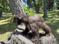 Moose, a male Miniature Schnauzer for sale in Lakeside Village, TX – 7 of 8