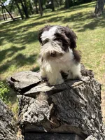 Ollie, a male Miniature Schnauzer for sale in Lakeside Village, TX – 9 of 9