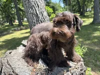 Moose, a male Miniature Schnauzer for sale in Lakeside Village, TX – 4 of 8
