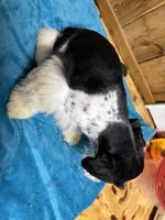 Bandit, a male Miniature Schnauzer for sale in Lakeside Village, TX – 3 of 5