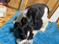 Bandit, a male Miniature Schnauzer for sale in Lakeside Village, TX – 4 of 5