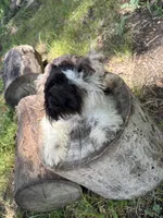 Ollie, a male Miniature Schnauzer for sale in Lakeside Village, TX – 7 of 9
