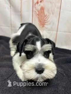 Winston – Miniature Schnauzer puppy for sale in Lakeside Village, TX
