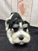 Winston, a male Miniature Schnauzer for sale in Lakeside Village, TX – 1 of 2