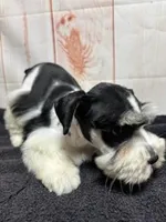 Winston, a male Miniature Schnauzer for sale in Lakeside Village, TX – 2 of 2