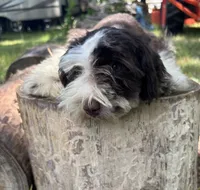 Ollie, a male Miniature Schnauzer for sale in Lakeside Village, TX – 4 of 9