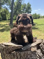 Bear, a male Miniature Schnauzer for sale in Lakeside Village, TX – 6 of 8