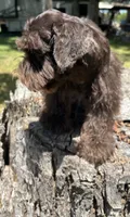 Moose, a male Miniature Schnauzer for sale in Lakeside Village, TX – 2 of 8