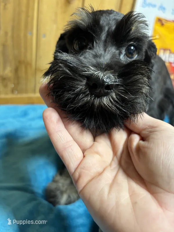 Luna – Miniature Schnauzer puppy for sale in Lakeside Village, TX
