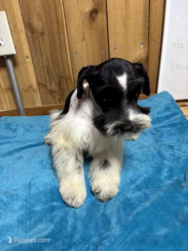 Maggie – Miniature Schnauzer puppy for sale in Lakeside Village, TX