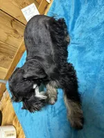 Luna, a male Miniature Schnauzer for sale in Lakeside Village, TX – 2 of 4