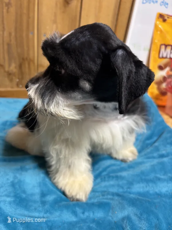 Bandit – Miniature Schnauzer puppy for sale in Lakeside Village, TX