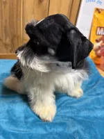 Bandit, a male Miniature Schnauzer for sale in Lakeside Village, TX – 1 of 5