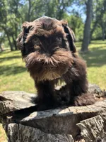 Bear, a male Miniature Schnauzer for sale in Lakeside Village, TX – 3 of 8