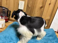 Maggie, a male Miniature Schnauzer for sale in Lakeside Village, TX – 5 of 5