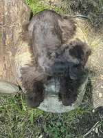 Moose, a male Miniature Schnauzer for sale in Lakeside Village, TX – 6 of 8