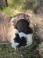 Ollie, a male Miniature Schnauzer for sale in Lakeside Village, TX – 5 of 9