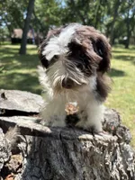 Ollie, a male Miniature Schnauzer for sale in Lakeside Village, TX – 3 of 9