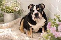 Raven, a female English Bulldog for sale in Atlanta, GA – 1 of 1