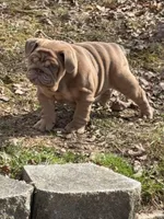 Nillie, a female English Bulldog for sale in Nashville, TN – Photo 4 of 8