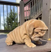 Nillie, a female English Bulldog for sale in Nashville, TN – Photo 7 of 8