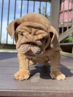 Nillie, a female English Bulldog for sale in Nashville, TN – Photo 6 of 8