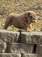 Nillie, a female English Bulldog for sale in Nashville, TN – Photo 3 of 8