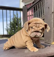 Nillie, a female English Bulldog for sale in Nashville, TN – Photo 5 of 8