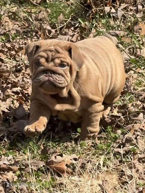 Nillie, a female English Bulldog for sale in Nashville, TN – Photo 1 of 8