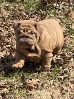 Nillie, a female English Bulldog for sale in Nashville, TN – Photo 1 of 8