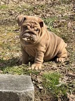 Nillie, a female English Bulldog for sale in Nashville, TN – Photo 2 of 8