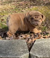 Nillie, a female English Bulldog for sale in Nashville, TN – Photo 8 of 8