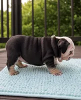 Marley, a female English Bulldog for sale in Chattanooga, TN – 3 of 5