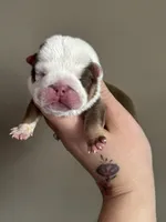 Spot, a male English Bulldog for sale in Nashville, TN – Photo 3 of 3